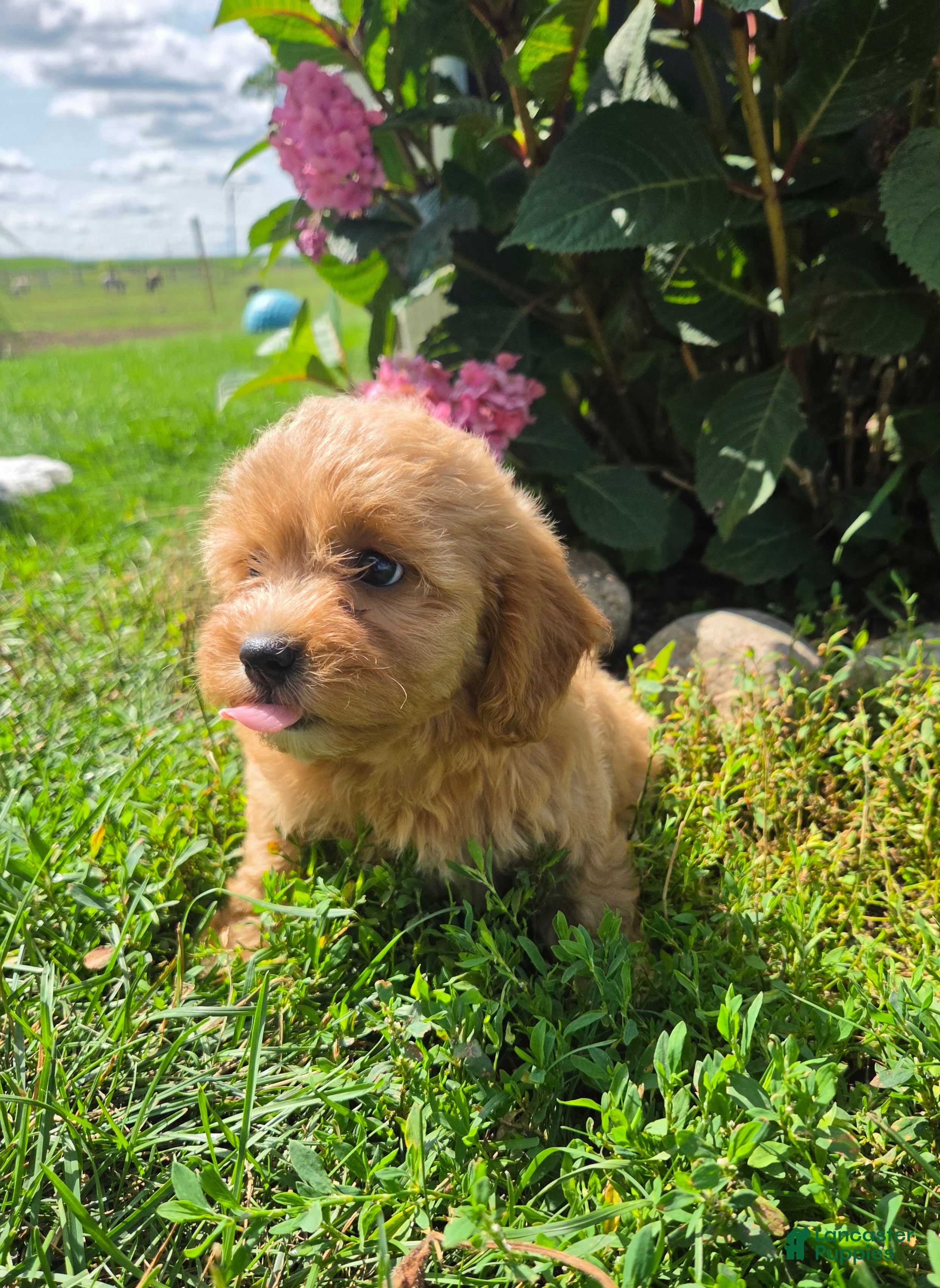 Shihpoo dogs Willa - Ad 2