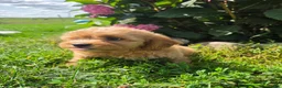 Shihpoo dogs for sale: Willa - Ad 2