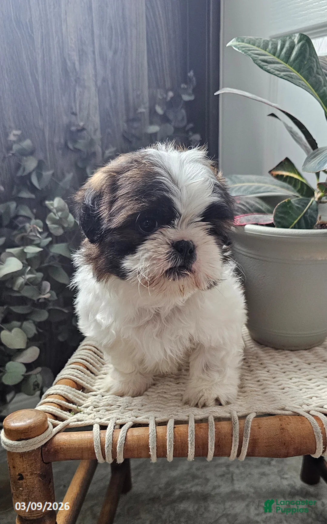 Shih Tzu dogs for sale: Rocky - Ad 1