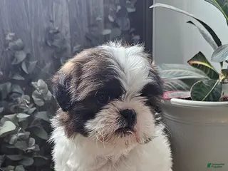 Shih Tzu dogs for sale: Rocky - Ad 1