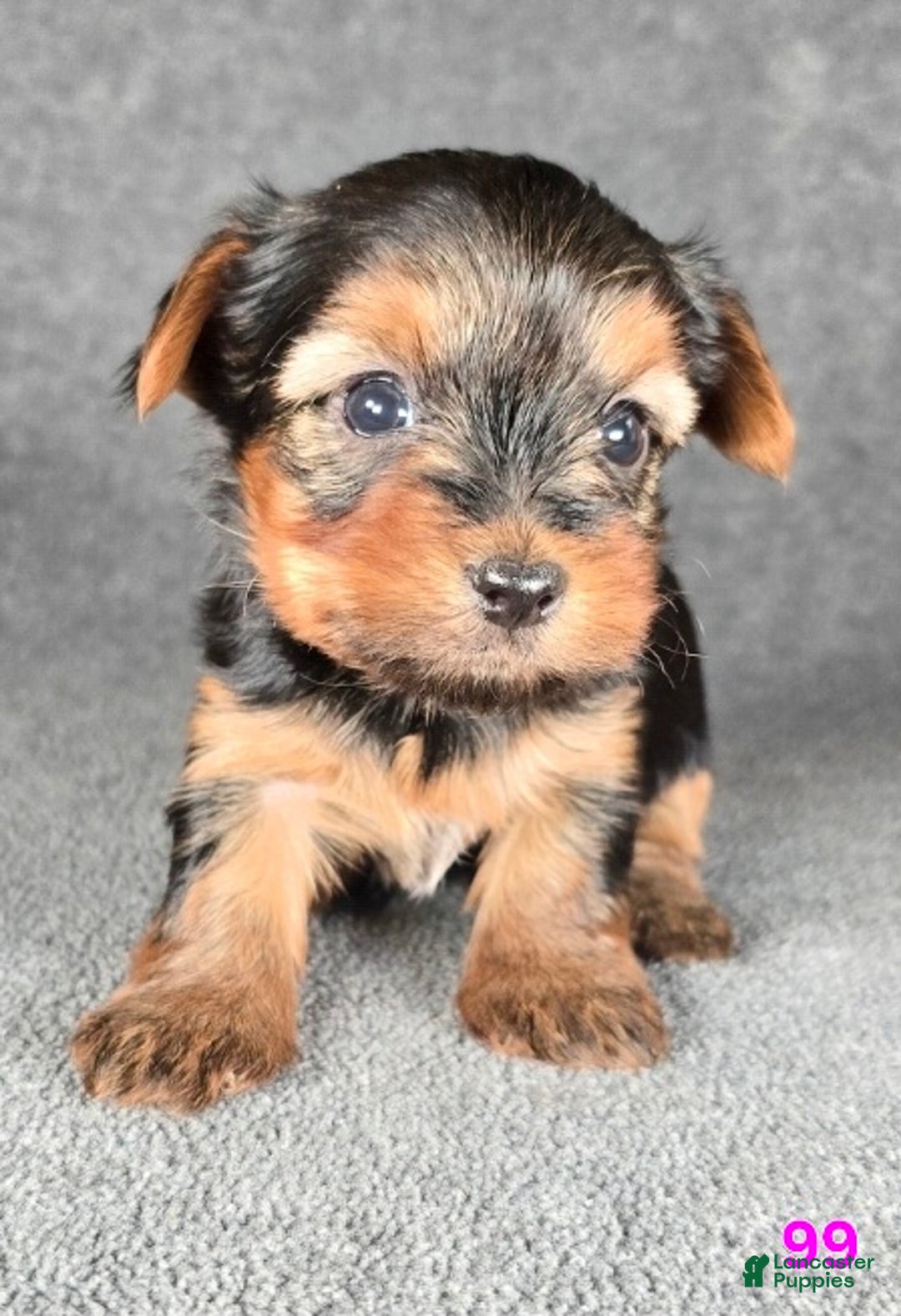 Yorkshire Terrier dogs for sale: 99 - Ad 12