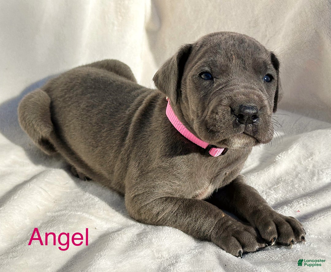 Great Dane dogs for sale: Angel - Ad 5