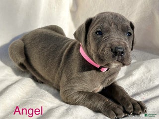 Great Dane dogs - Ad 40