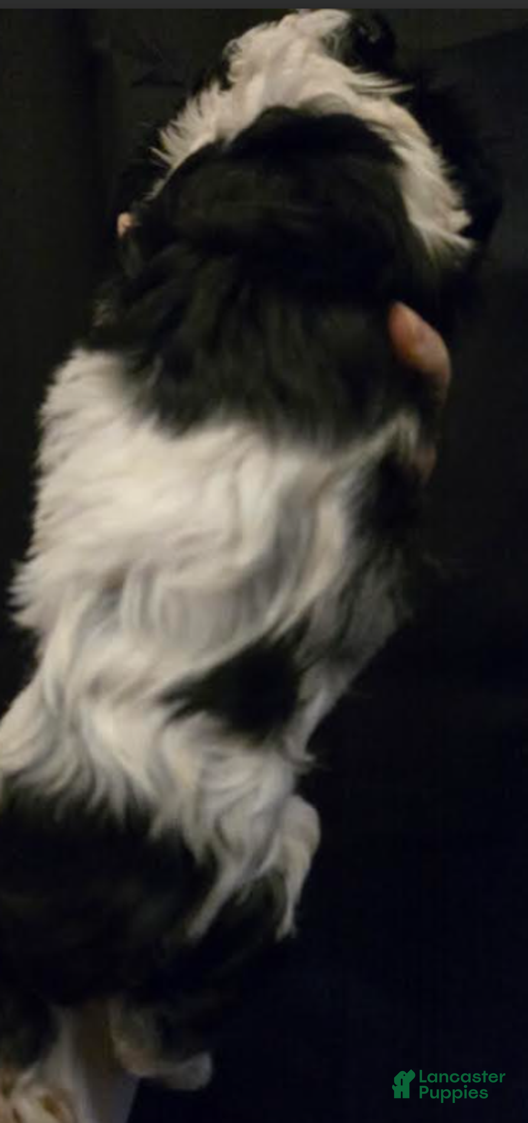 Cocker Spaniel dogs for sale: Bella - Ad 2