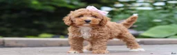 Maltipoo dogs for sale: Raina - Ad 6