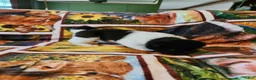 Akita dogs for sale: AKC Akita Puppy - Starlight - Ad 4