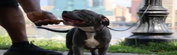 American Bully dogs for sale: Venus - Ad 8
