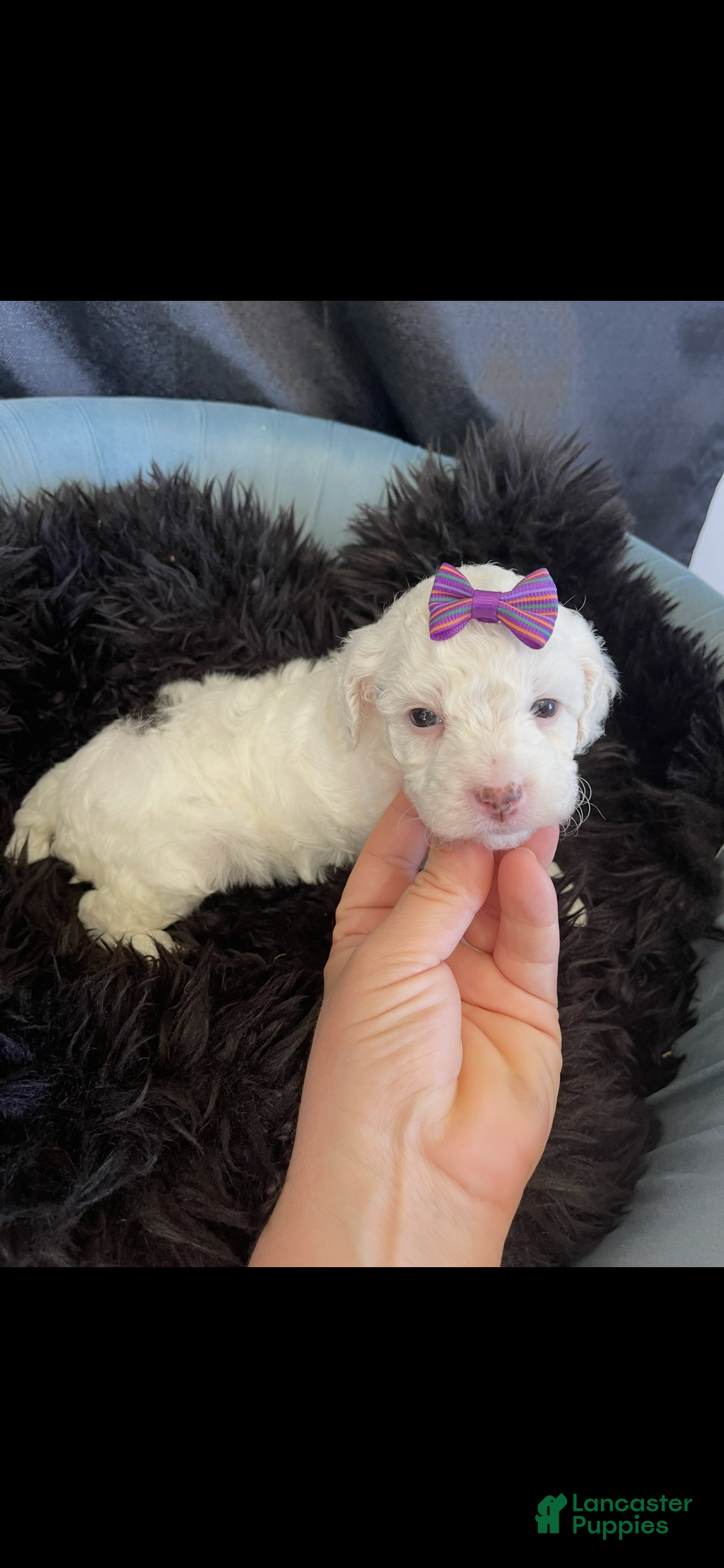 Miniature Poodle dogs Akc Clear Brown Phantom Tri - Ad 1
