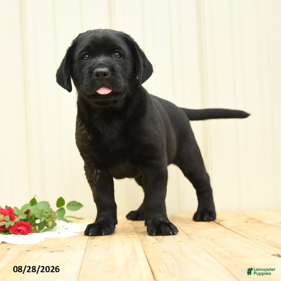 Labrador Retriever dogs Hazel - Ad 1
