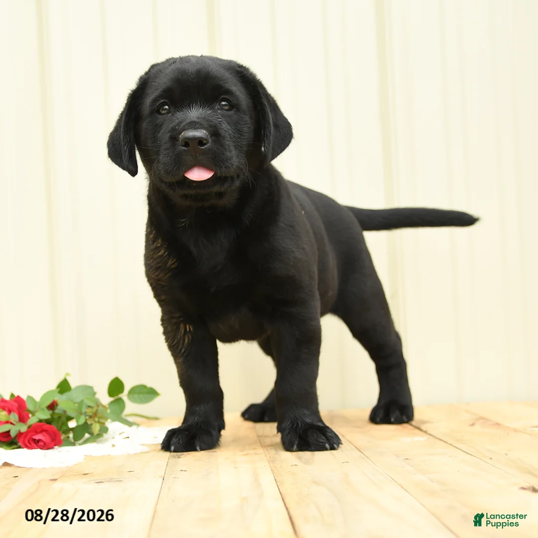 Labrador Retriever dogs for sale: Hazel - Ad 1