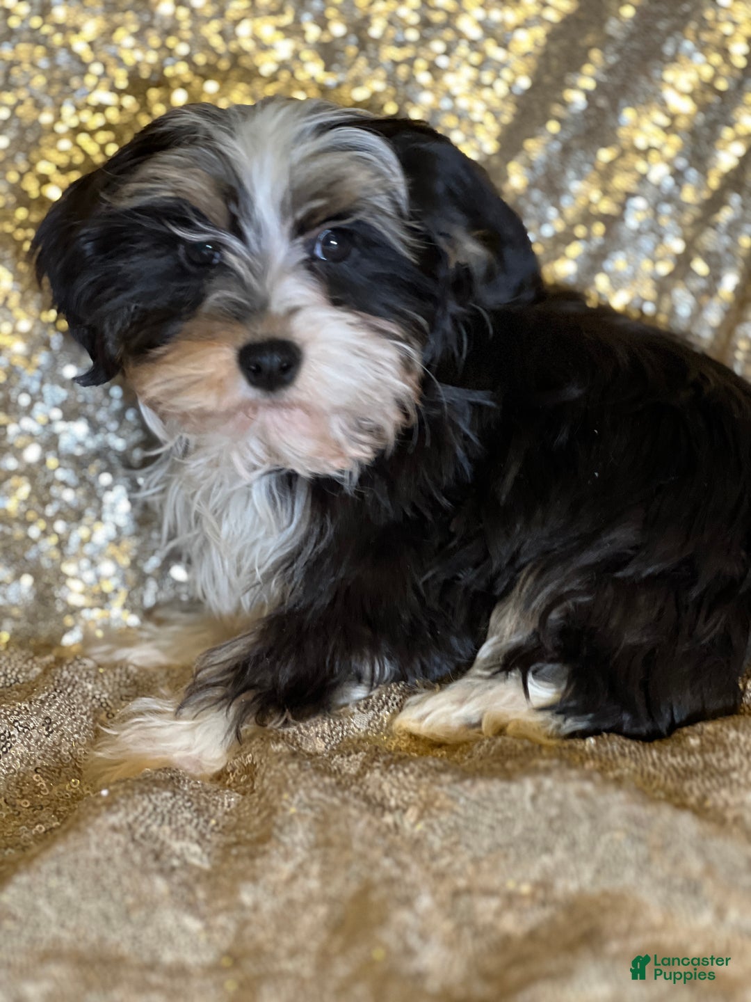 Havanese dogs for sale: Nikki - Ad 5