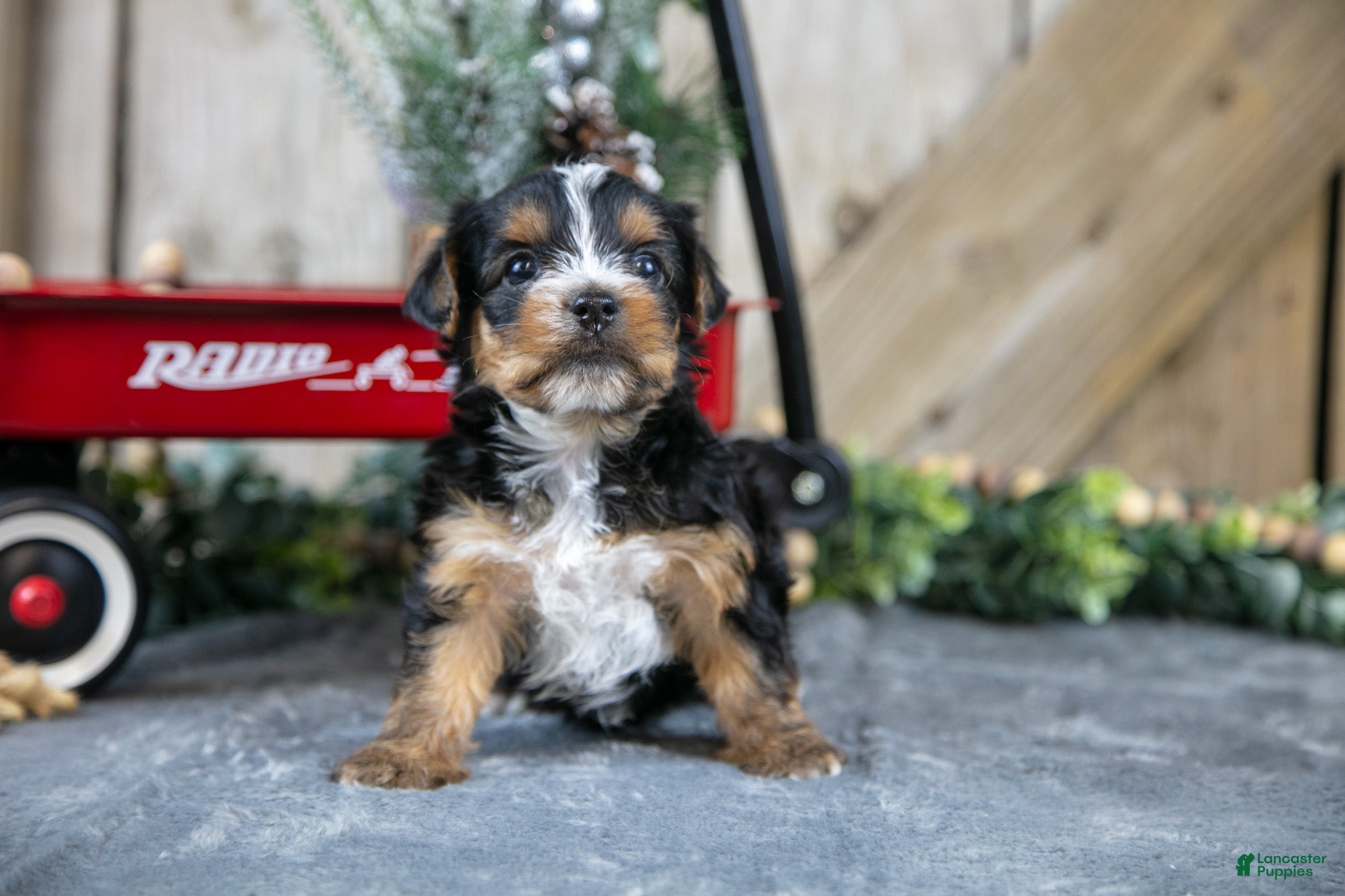 Yorkshire Terrier dogs Ruckus - Ad 2