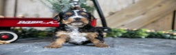 Yorkshire Terrier dogs for sale: Ruckus - Ad 2