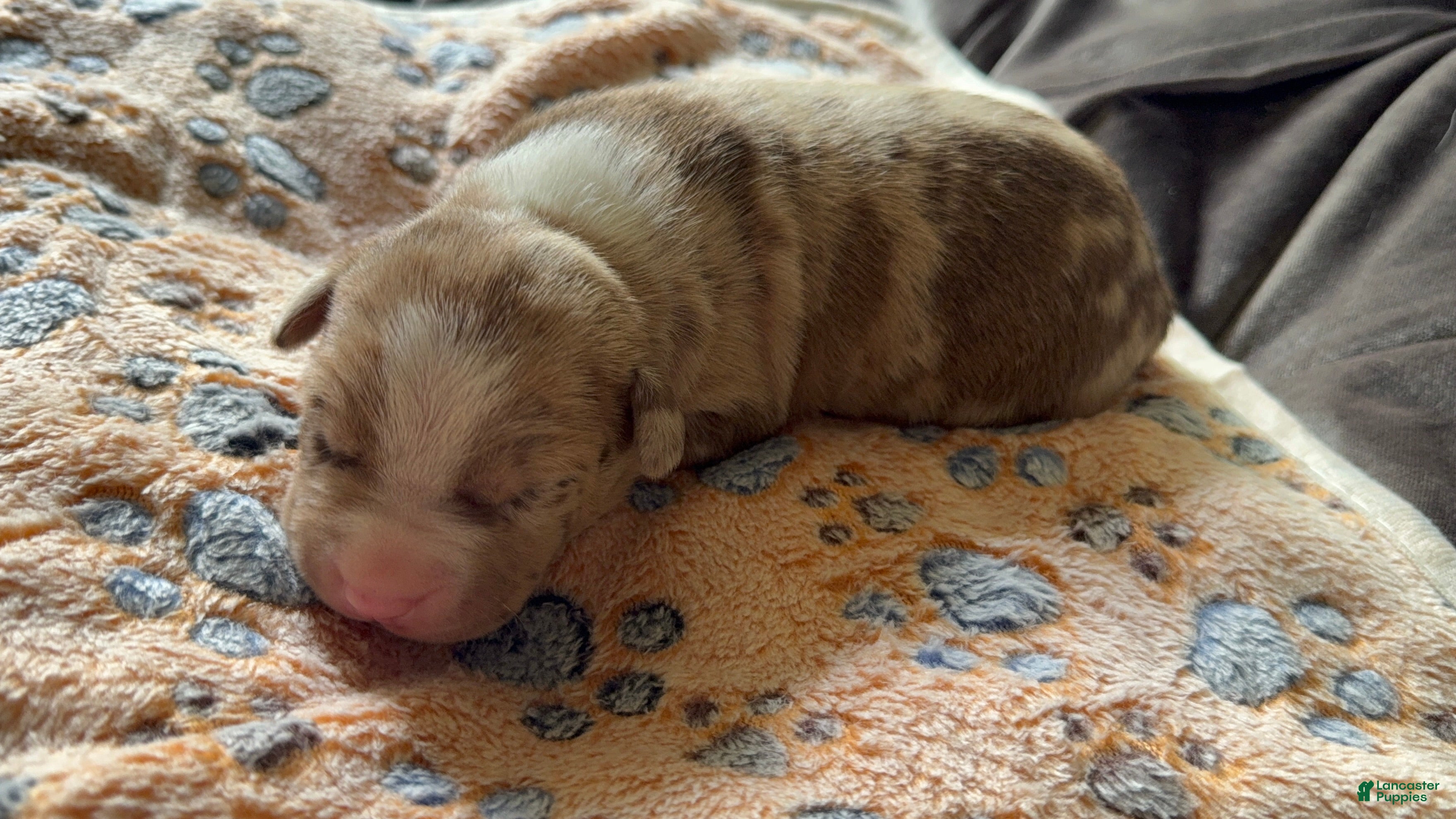 American Bully dogs American Bully 1 - Ad 13