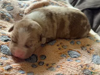 American Bully dogs American Bully 1 - Ad 13