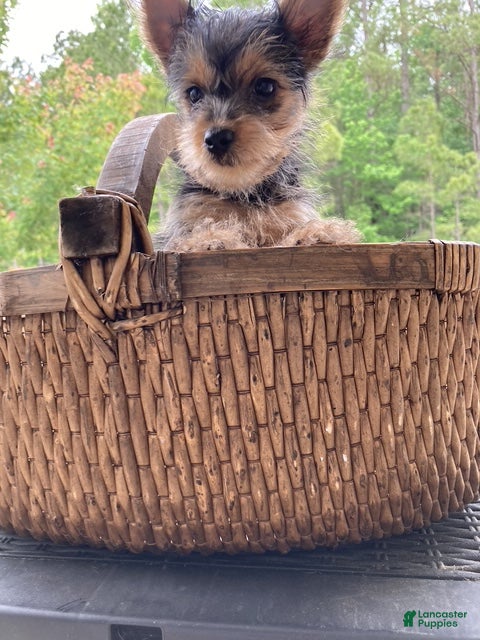 Yorkshire Terrier dogs for sale: Yorkie male  - Ad 1