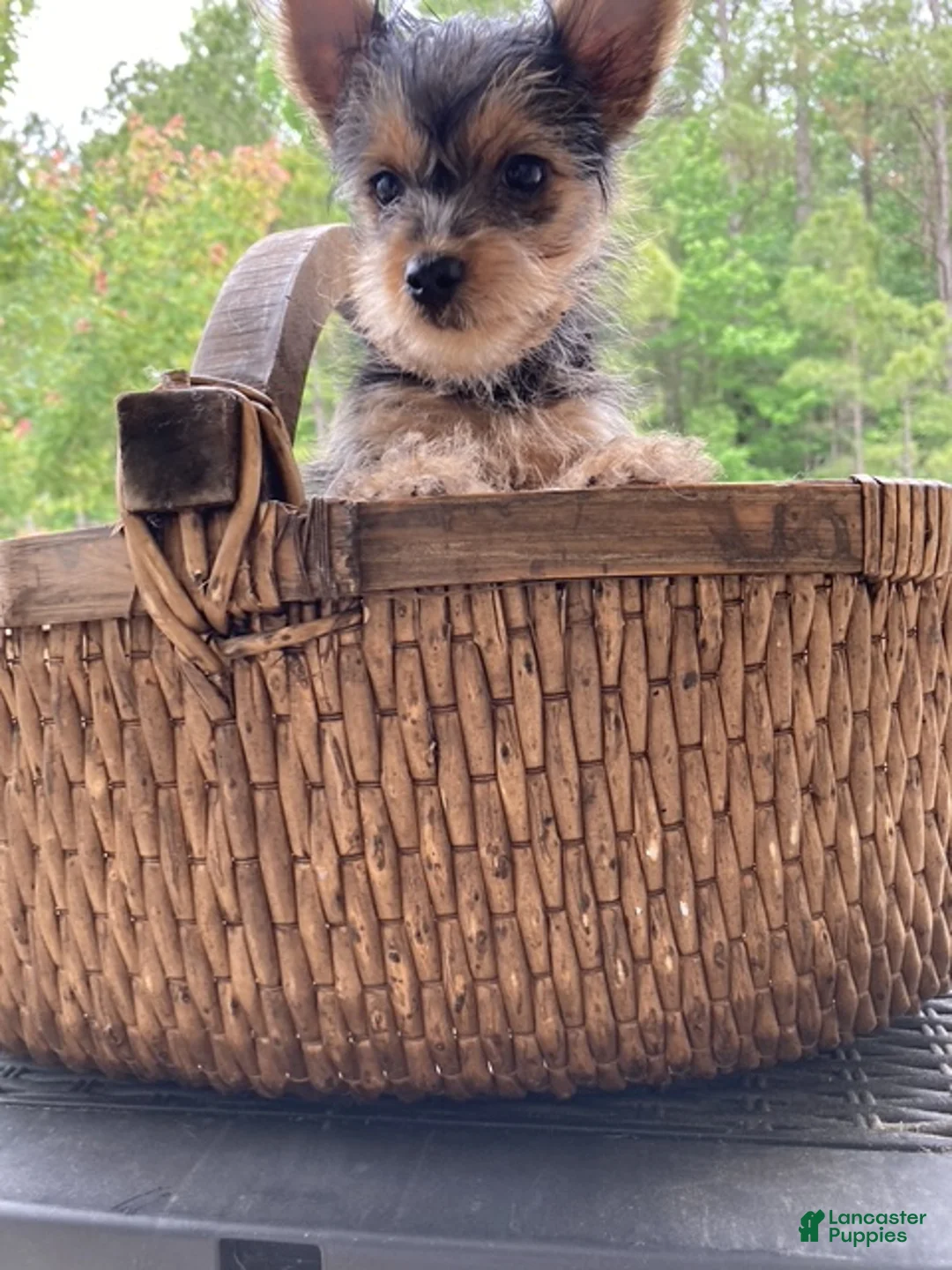 Yorkshire Terrier dogs for sale: Yorkie male  - Ad 1