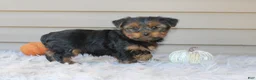 Yorkshire Terrier dogs for sale: Easton - Ad 4