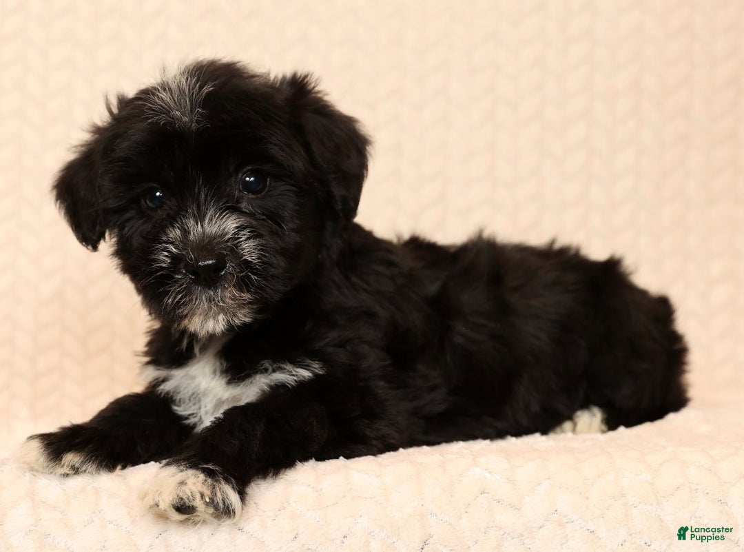 Yochon dogs for sale: Rover - Ad 5