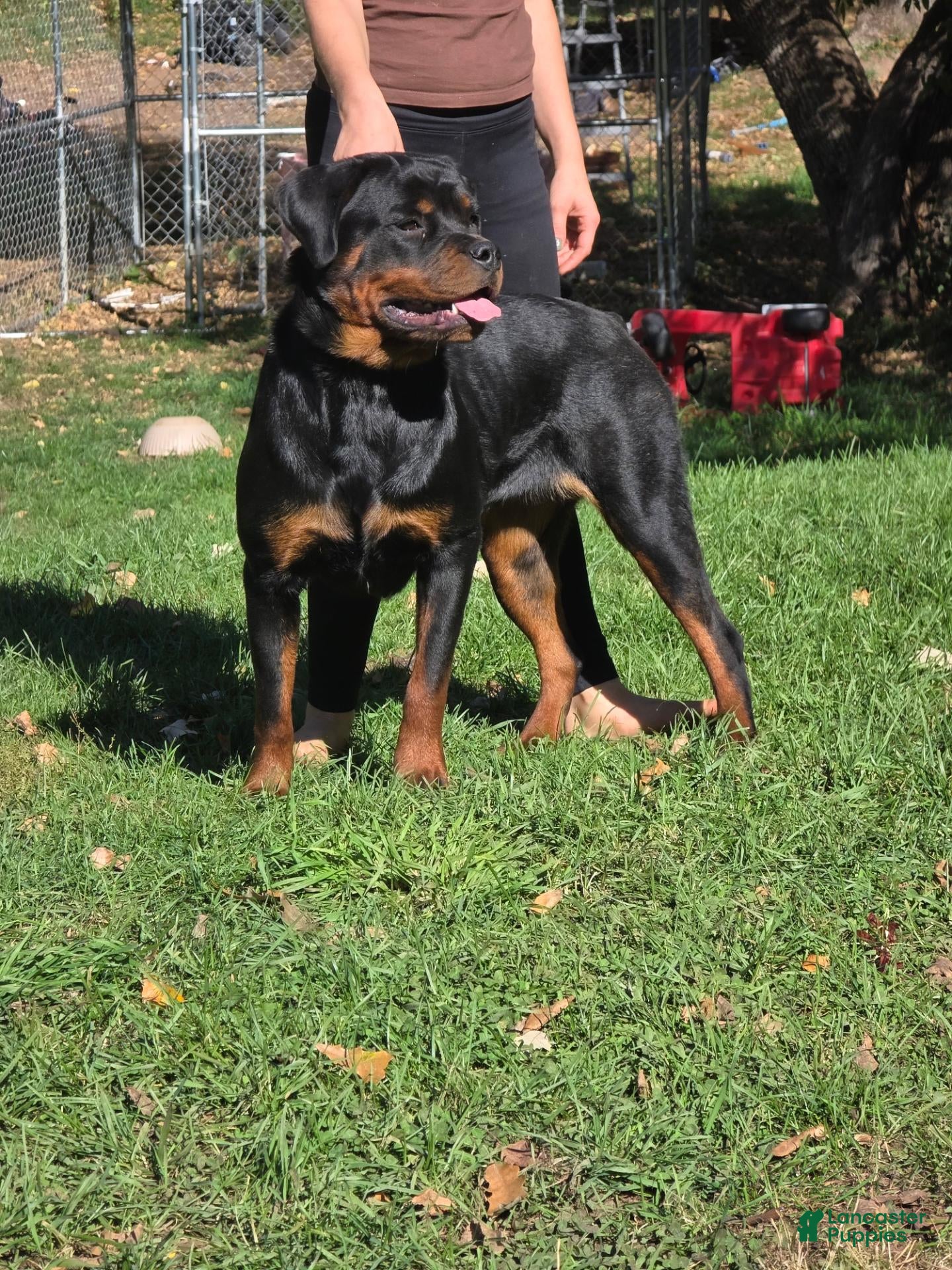 Rottweiler dogs for sale: Rottweiler 1 - Ad 1