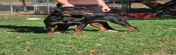 Rottweiler dogs for sale: Rottweiler 1 - Ad 1
