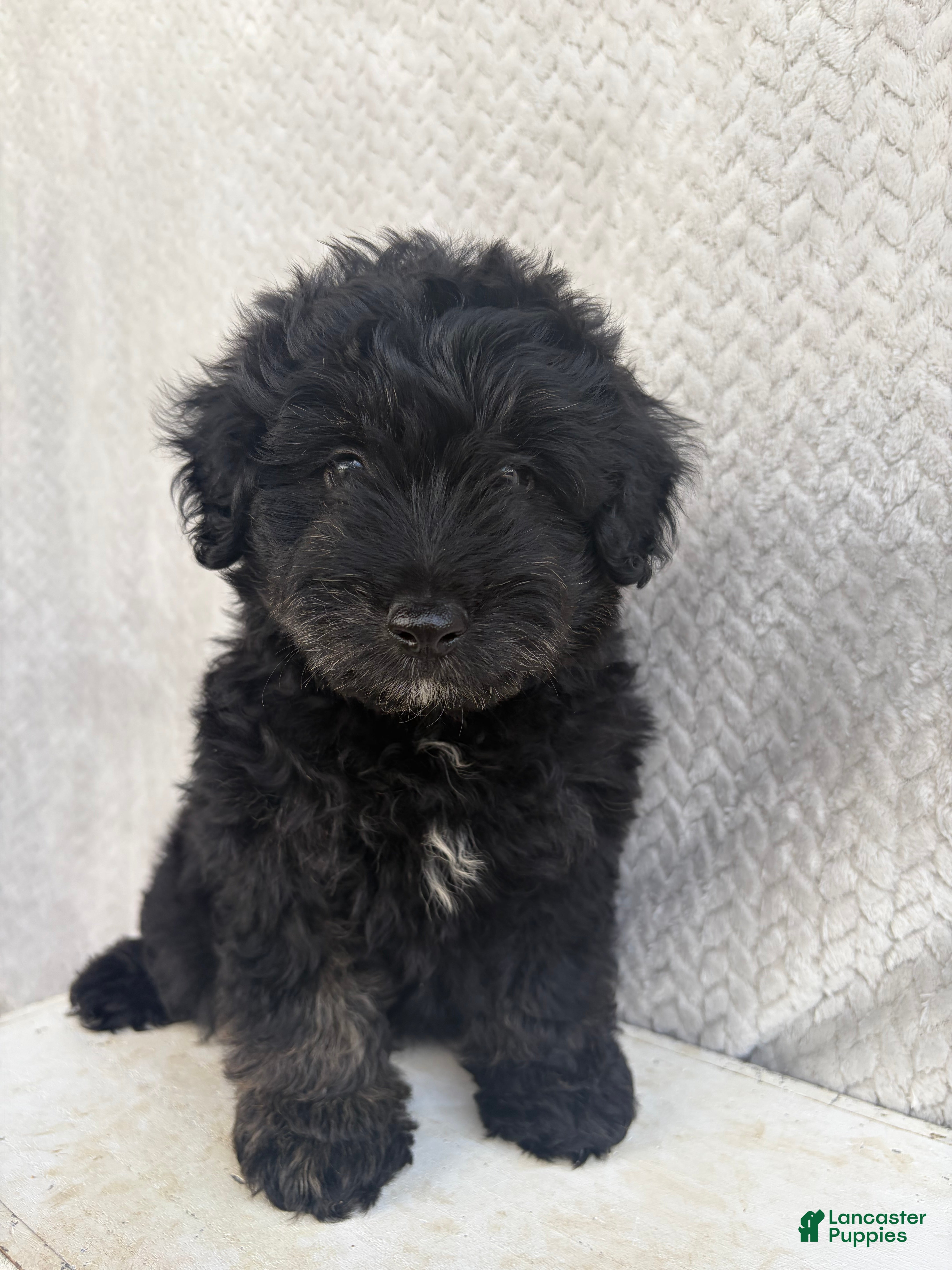 Mini Aussiedoodle dogs Chase - Ad 1
