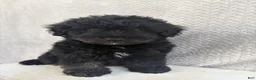 Mini Aussiedoodle dogs for sale: Chase - Ad 1