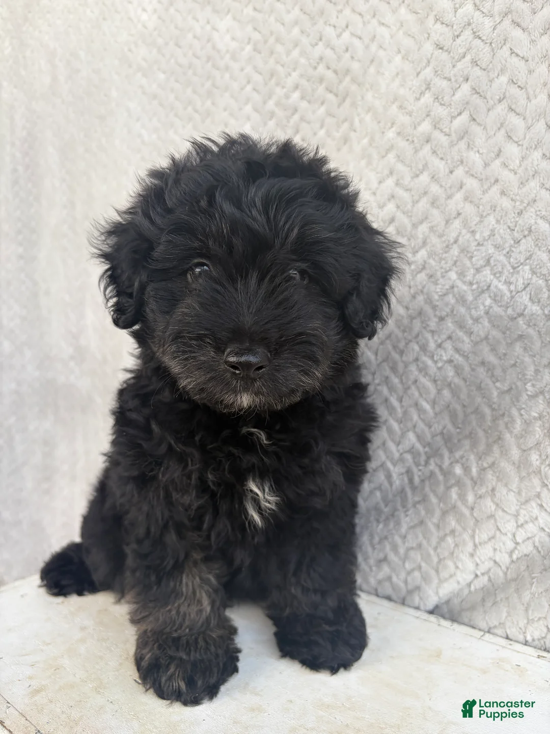 Mini Aussiedoodle dogs for sale: Chase - Ad 1