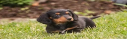 Miniature Dachshund dogs for sale: Bucky - Ad 4
