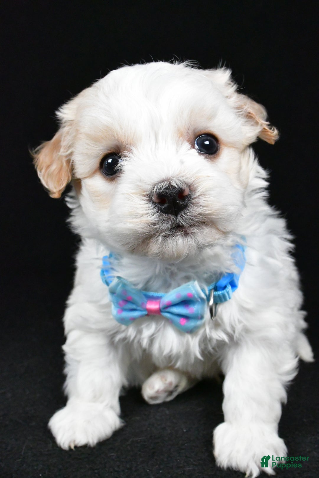 Havanese dogs for sale: Duke - Ad 9