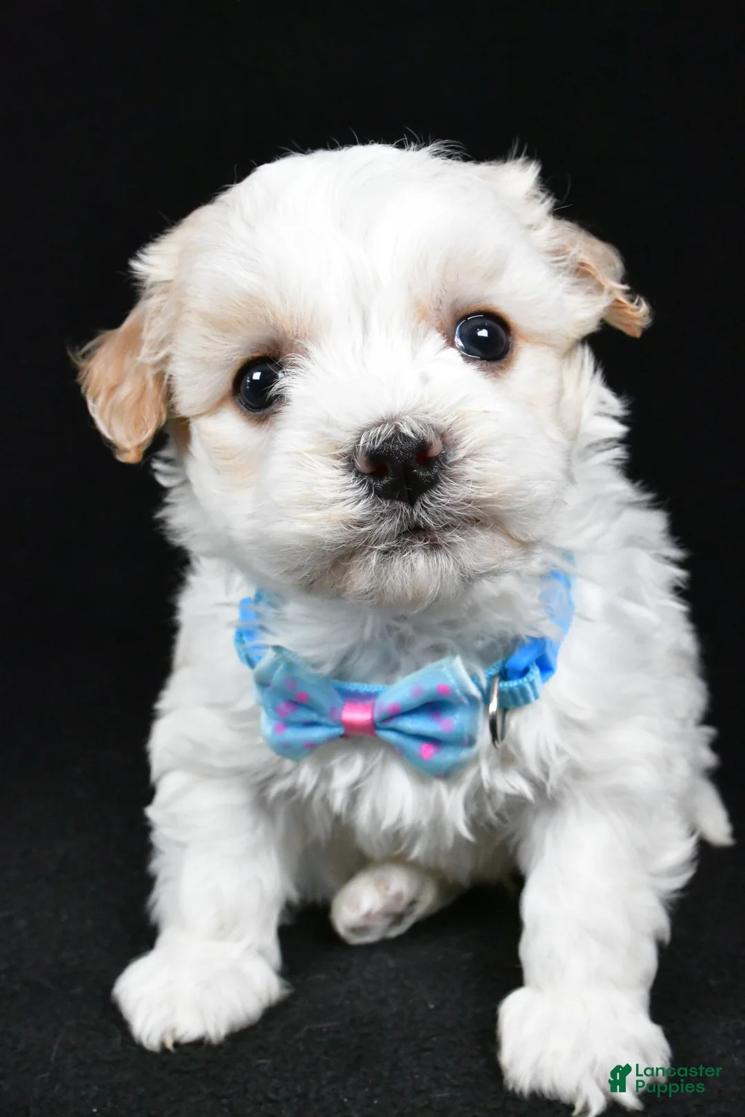 Havanese dogs for sale: Duke - Ad 9