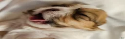 Mixed Breed dogs for sale: Paw-Dmé Amidala  - Ad 3