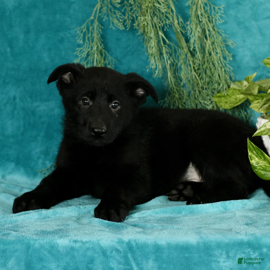German Shepherd dogs for sale: Tristan  - Ad 3
