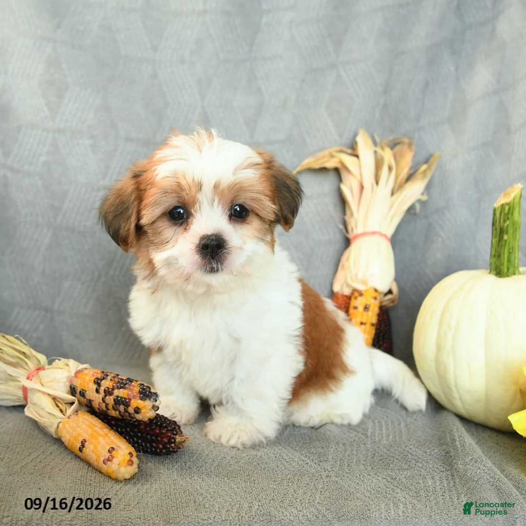 Shorkie dogs for sale: Snickers - Ad 1