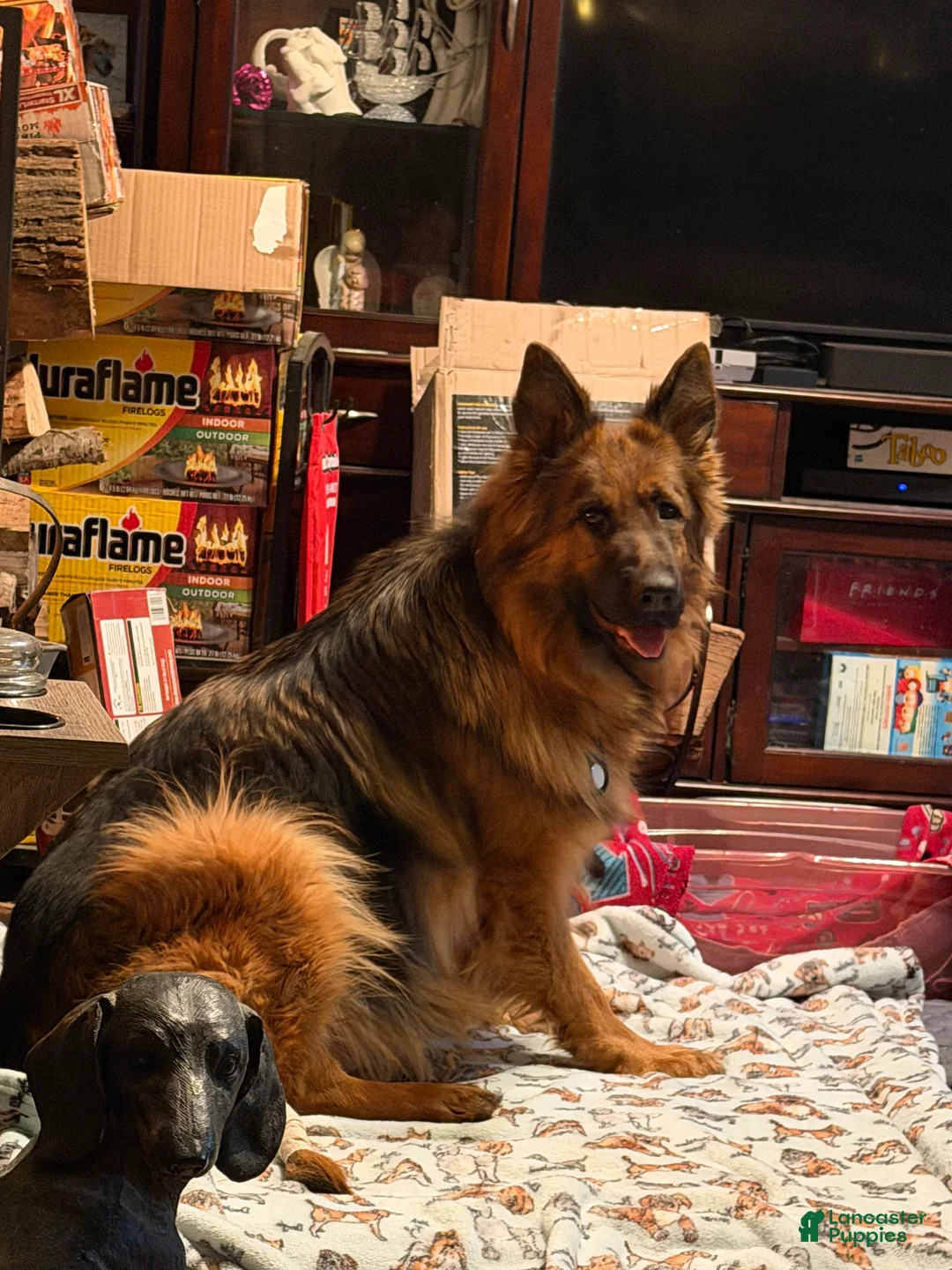 German Shepherd dogs for sale: Lh Champion bred import girl - Ad 21