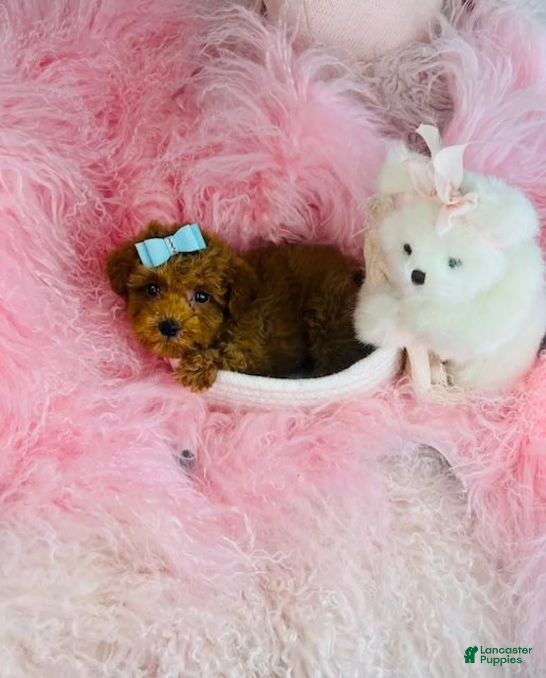 Miniature Poodle dogs for sale: Miniature Poodle 3 - Ad 2