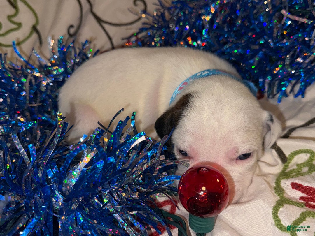 Mixed Breed dogs for sale: Coltonball - Ad 10