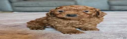 Miniature Poodle dogs for sale: Mini Leo - Ad 8
