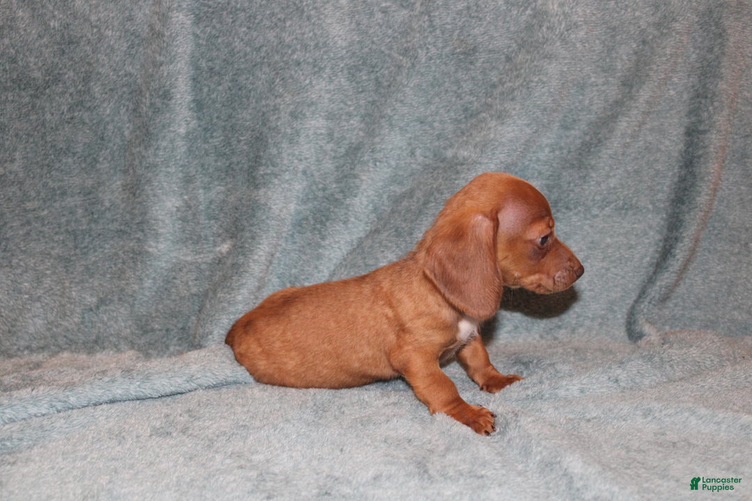 Miniature Dachshund dogs for sale: Bob Mini  - Ad 3