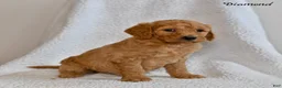 Goldendoodle dogs for sale: Diamond - Ad 3