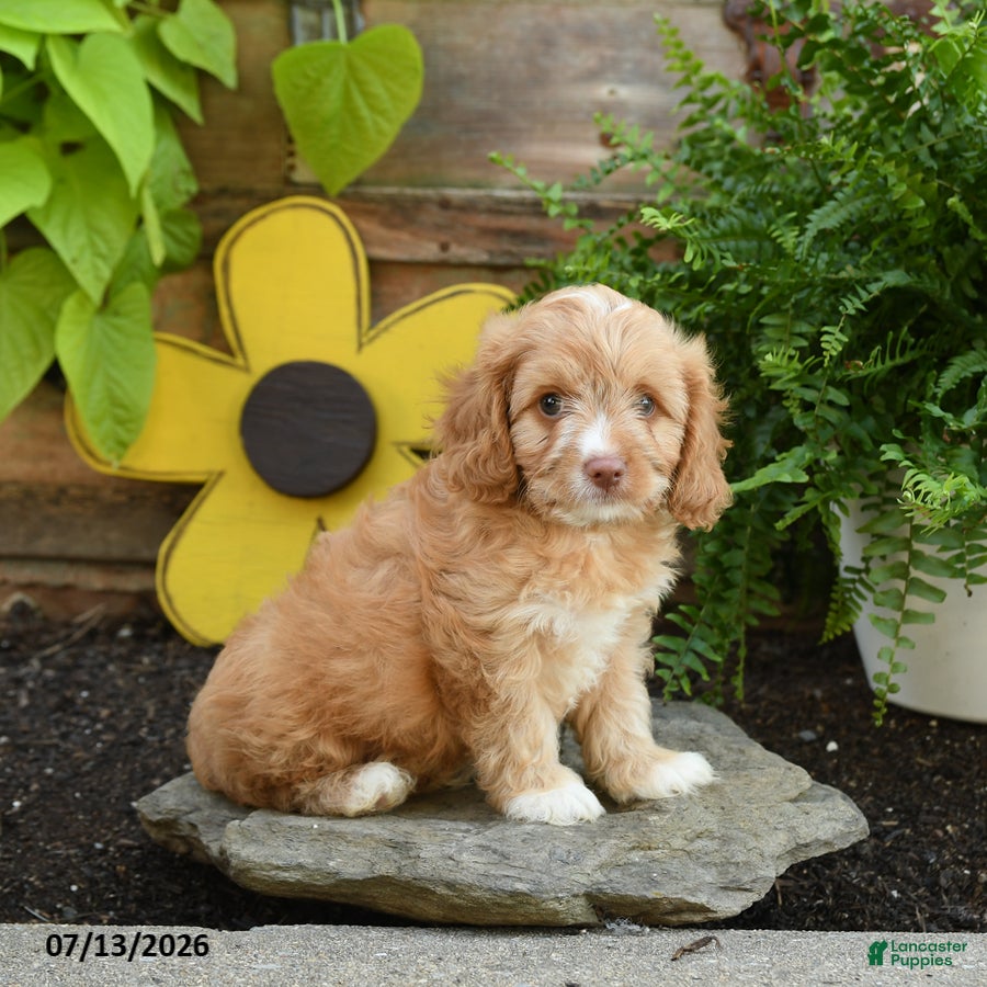 Cavapoo dogs for sale: Archie - Ad 3