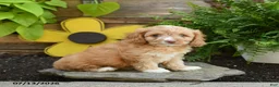 Cavapoo dogs for sale: Archie - Ad 1