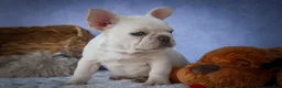 French Bulldog dogs for sale: Tulip🩷  - Ad 6
