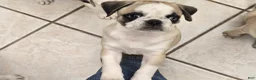 Pug dogs for sale: James - Ad 7
