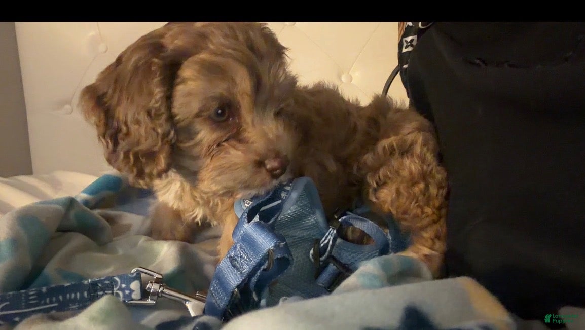 Cockapoo dogs Cockapoo 1 - Ad 26