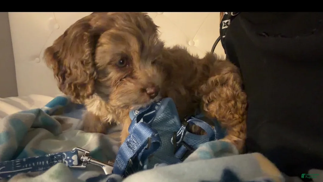 Cockapoo dogs for sale: Cockapoo 1 - Ad 1