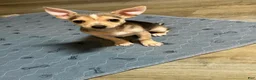 Chihuahua dogs for sale: Nova - Ad 3