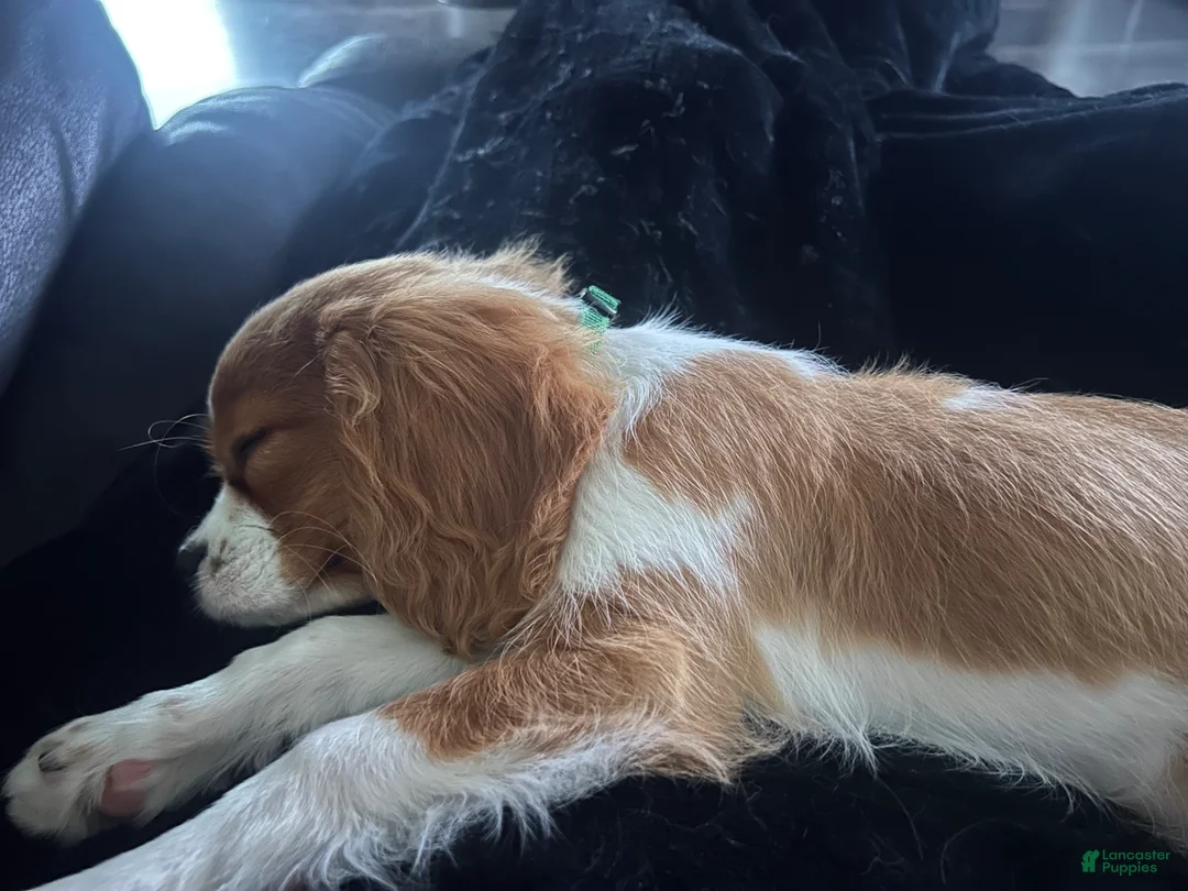 Cavalier King Charles Spaniel dogs for sale: Teddy - Ad 2