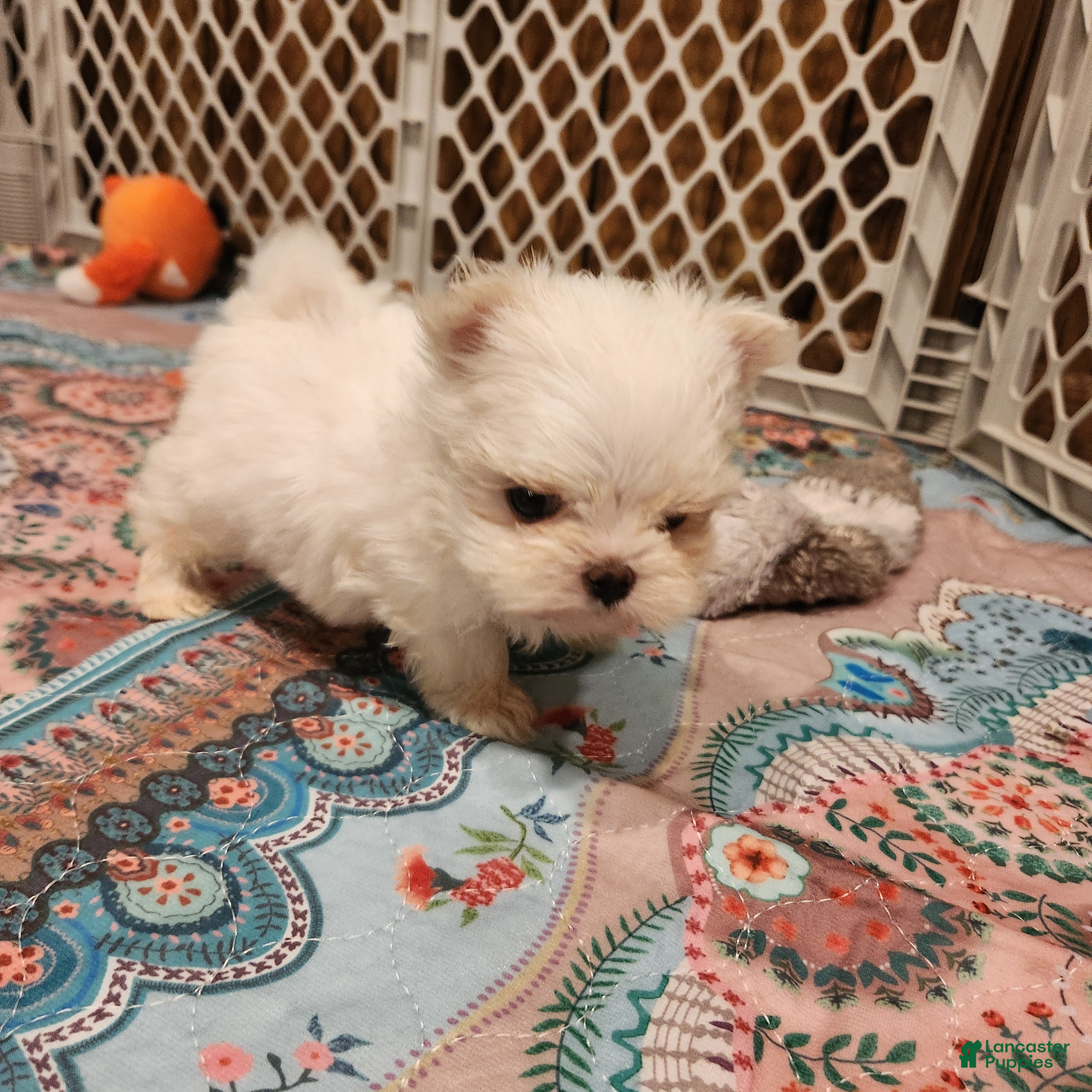 Maltese dogs Divinity  - Ad 1