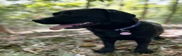 Labrador Retriever dogs for sale: Cookie 🍪  - Ad 4